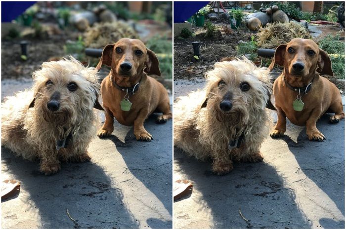 Megérkezett az iPhone 7 Plus kétkamerás portré-módja - képek