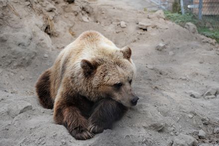 Sony Ericsson a medvék közt 