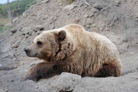 Sony Ericsson a medvék közt 