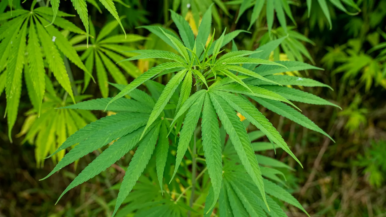 A kannabisz megítélése régen és ma
